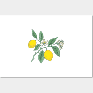Lemon botanical print Posters and Art